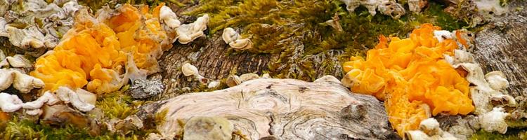 Tremella aurantia.