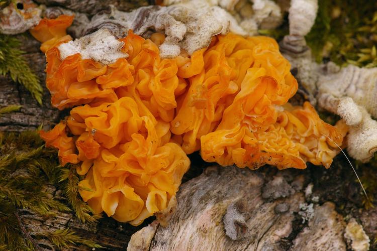 Tremella aurantia.