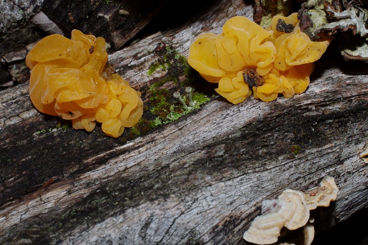 Tremella aurantia.