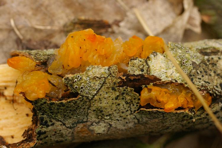 Tremella mesenterica.