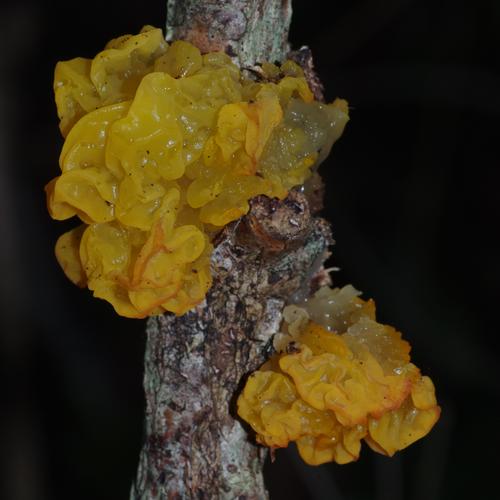 Tremella mesenterica.