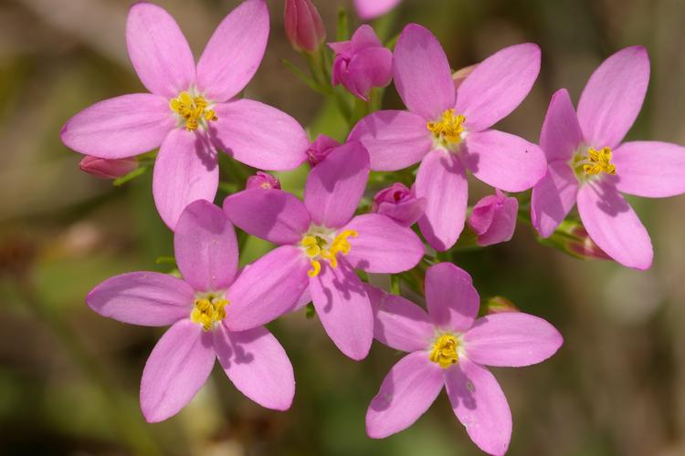 Centaurium erythraea.