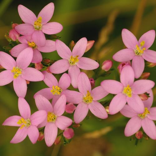 Centaurium erythraea.