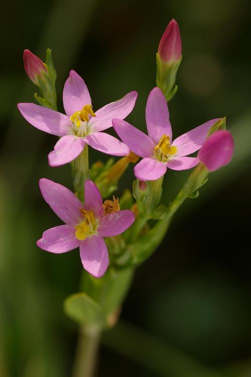 Centaurium erythraea.