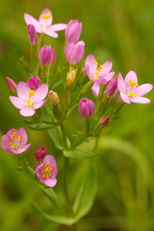 Centaurium erythraea.