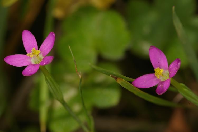 Centaurium pulchellum.