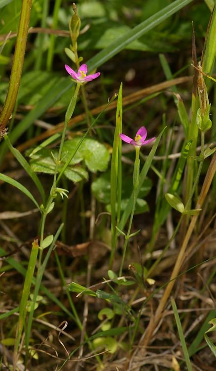 Centaurium pulchellum.