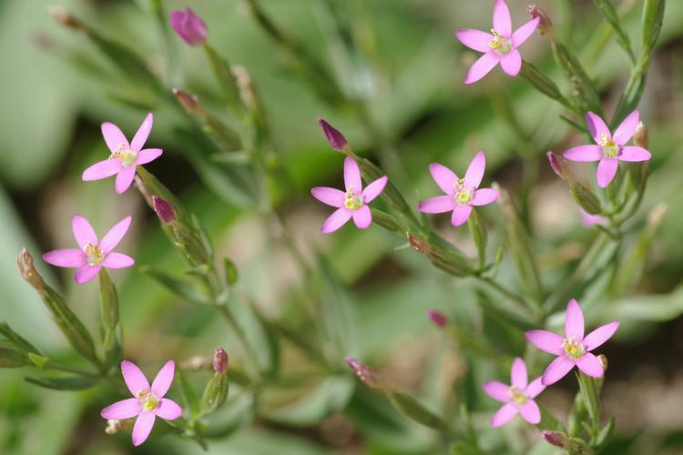 Centaurium pulchellum.