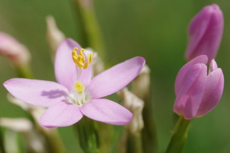 Centaurium pulchellum.