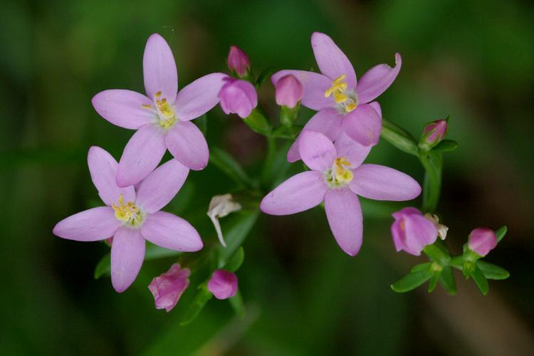 Centaurium pulchellum.