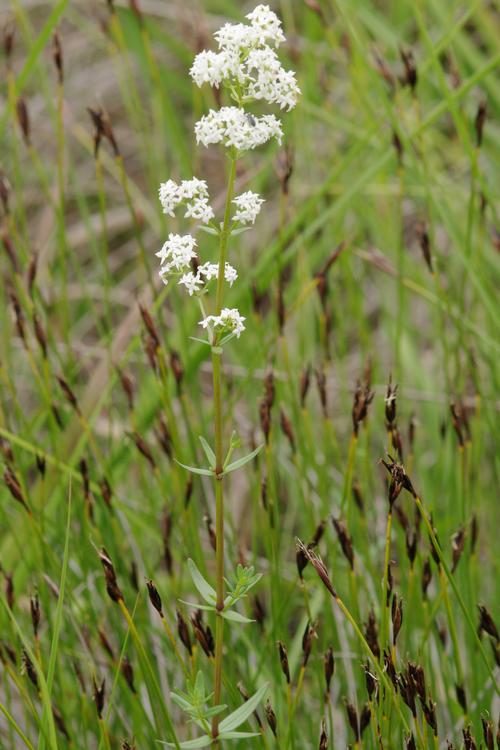 Galium boreale.