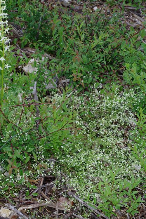 Galium pumilum.