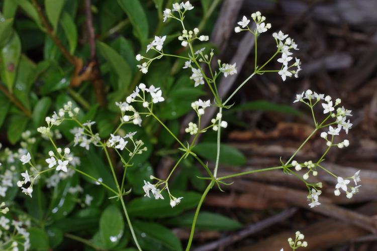 Galium pumilum.