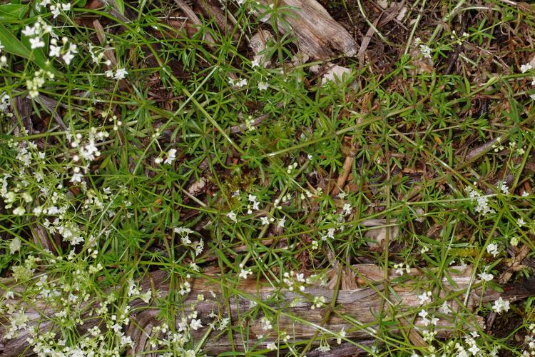 Galium pumilum.