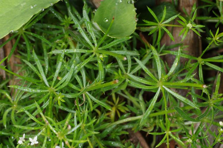 Galium pumilum.