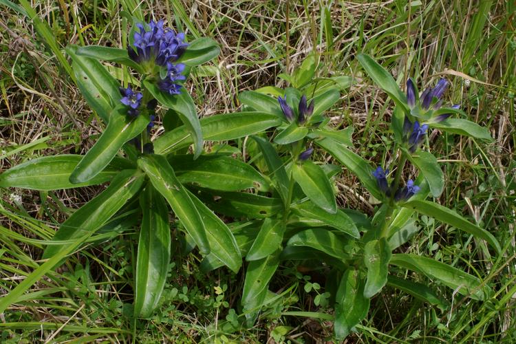 Gentiana cruciata.