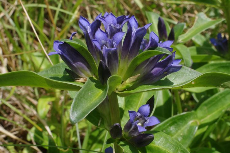 Gentiana cruciata.