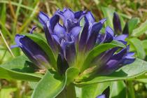 Gentiana cruciata.