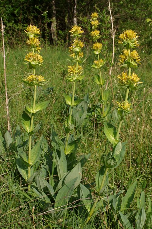 Gentiana lutea.