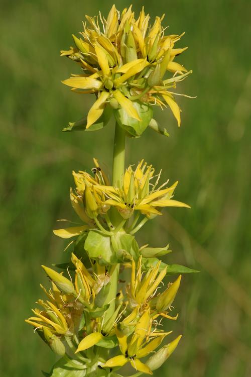 Gentiana lutea.