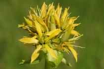 Gentiana lutea.