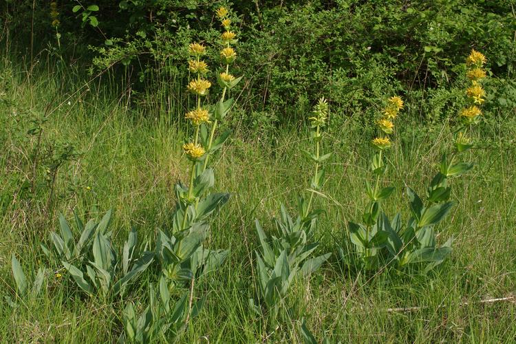 Gentiana lutea.