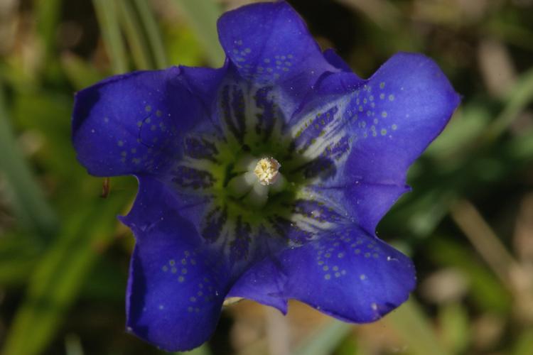 Gentiana pneumonanthe.