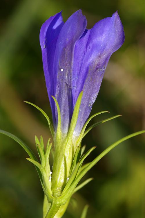 Gentiana pneumonanthe.