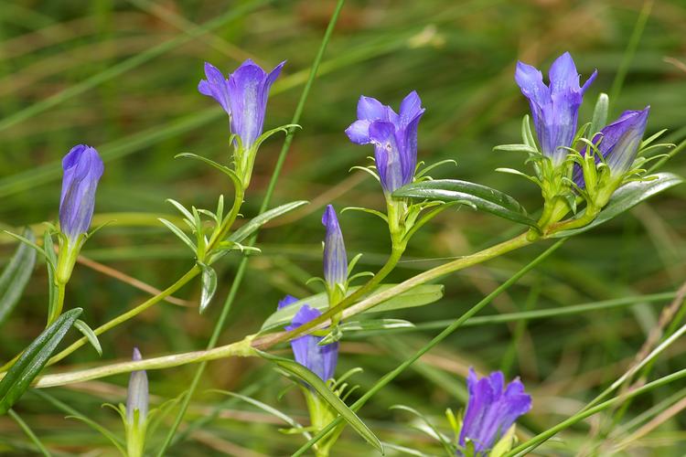 Gentiana pneumonanthe.