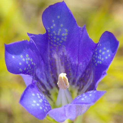 Gentiana pneumonanthe.