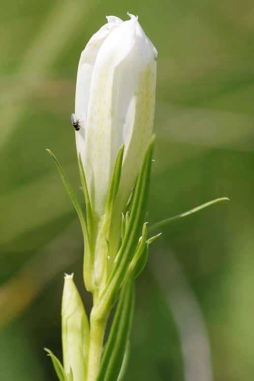 Gentiana pneumonanthe.