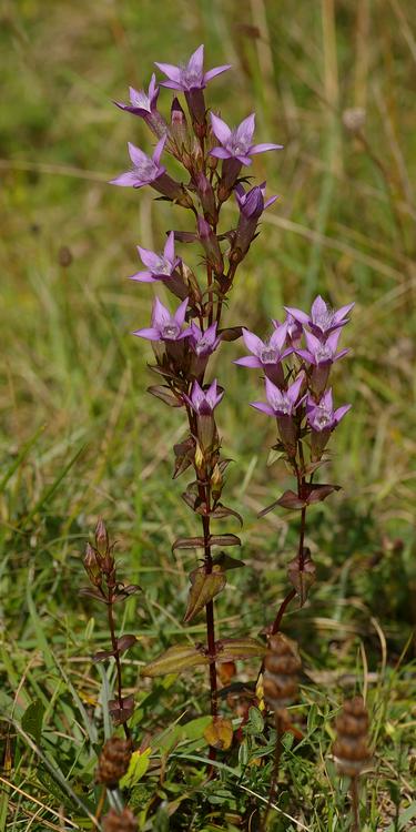 Gentianella germanica.