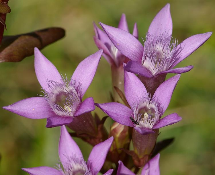 Gentianella germanica.