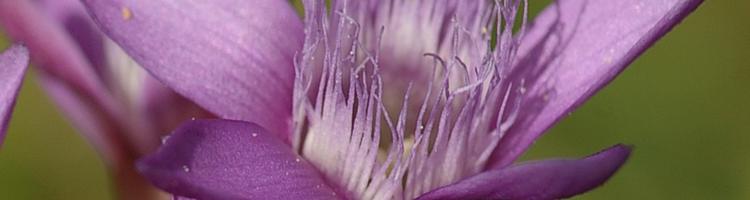 Gentianella germanica.