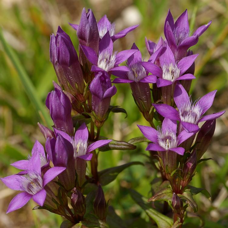 Gentianella germanica.