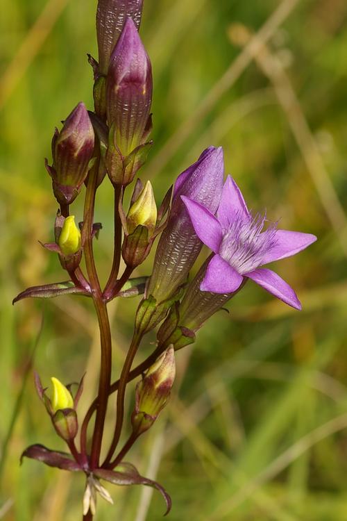 Gentianella germanica.