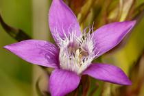 Gentianella germanica