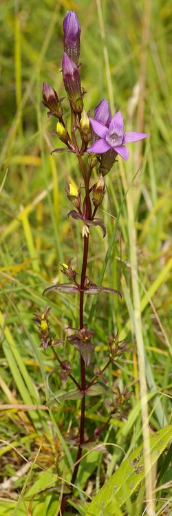 Gentianella germanica.