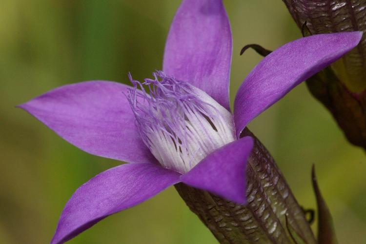 Gentianella germanica.