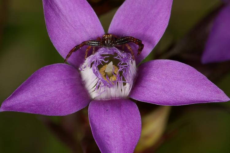 Gentianella germanica.