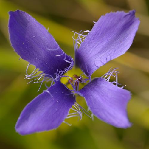 Gentianopsis ciliata.