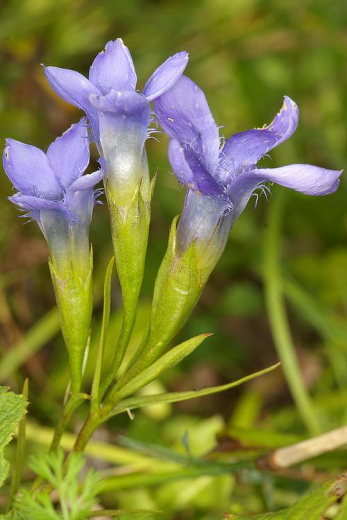 Gentianopsis ciliata.