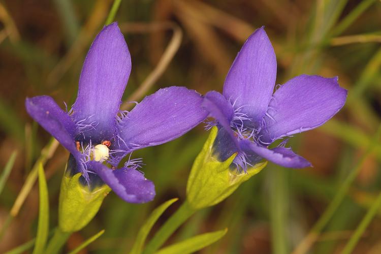 Gentianopsis ciliata.