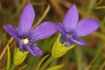 Gentianopsis ciliata