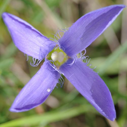 Gentianopsis ciliata.