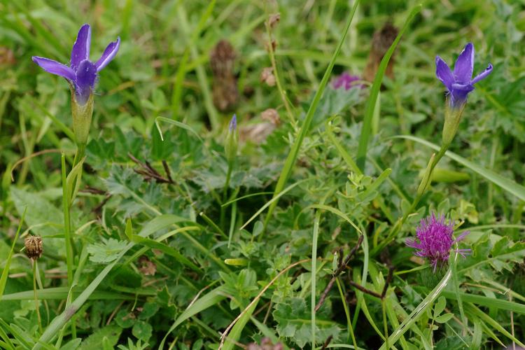 Gentianopsis ciliata.