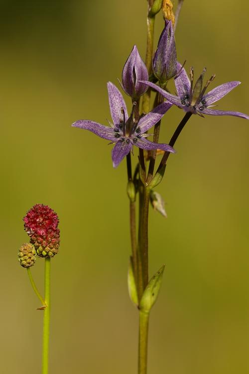 Swertia perennis.