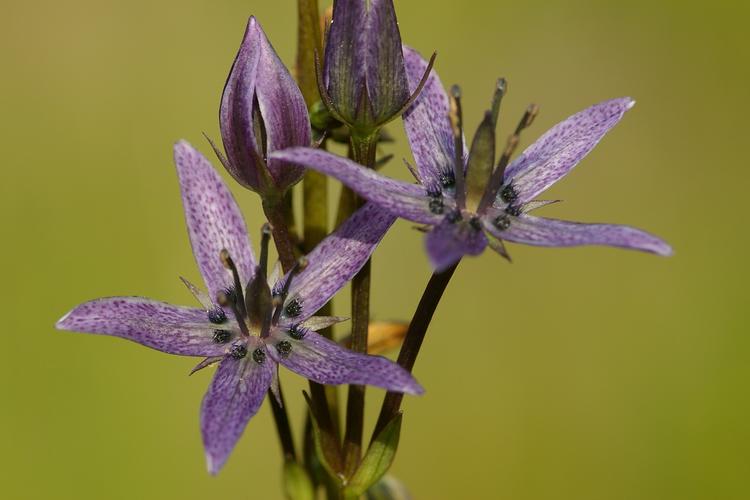 Swertia perennis.