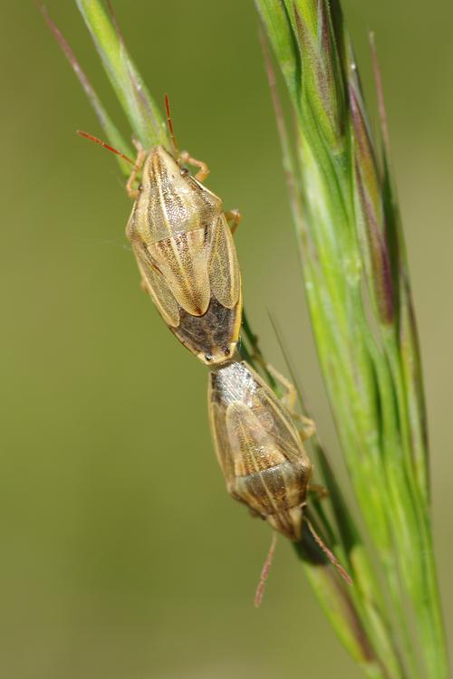 Aelia acuminata.