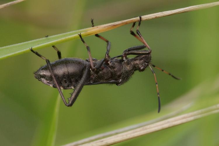 Alydus calcaratus.